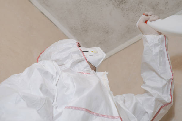 Trusted Morrison, IL Mold Remediation Experts