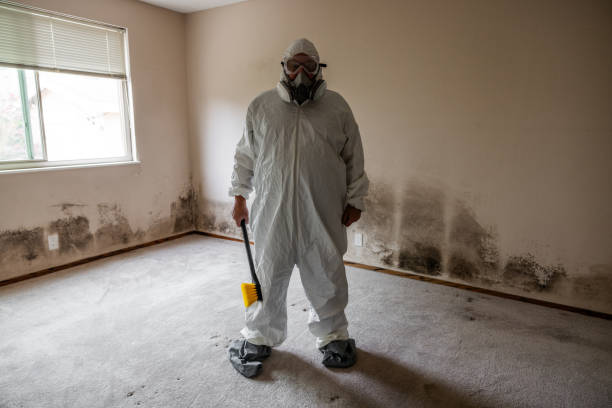 Best Industrial Mold Remediation in Morrison, IL