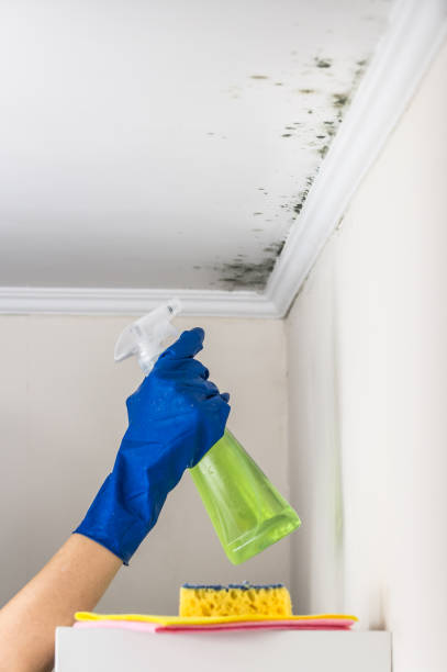 Best Mold Remediation for Specific Building Types in Morrison, IL